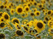 tuch7̂Ђ܂̋u̓eʐ^2