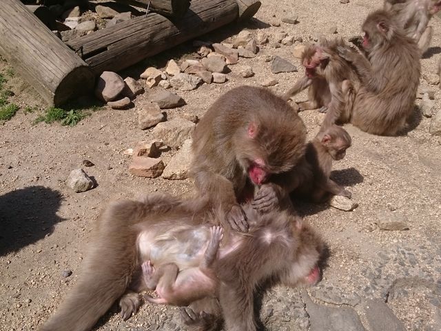 ��������ސԂ����_���������q�k���R�������@�����̍�