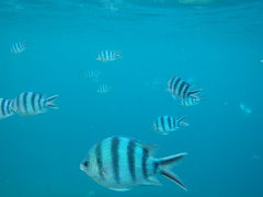 ayasv1����̃A���K�C�h����ւ̓��e�ʐ^1