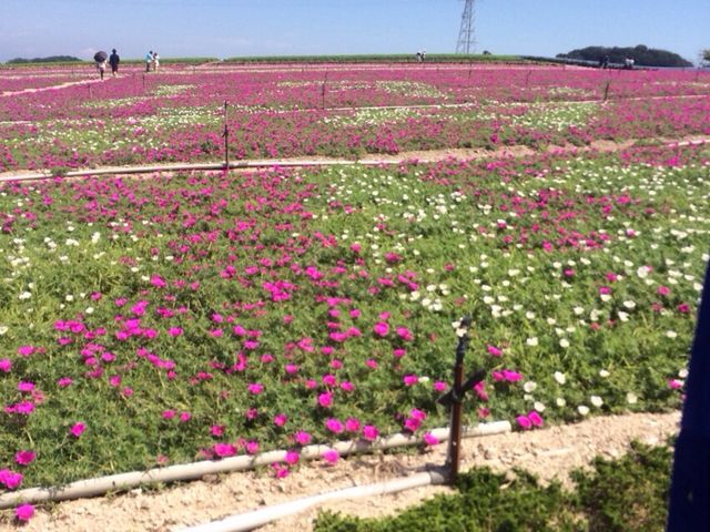 ���ꂢ�ł����B_�ό��_���ԂЂ��