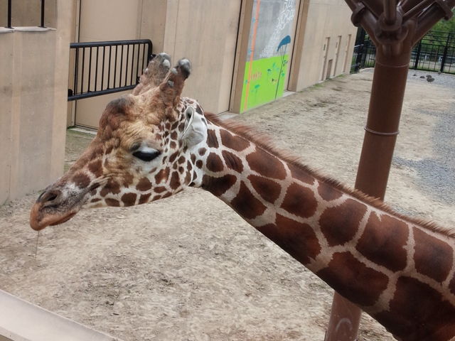 ���R������