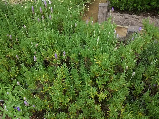 �i�`�������K�[�f�� �[��