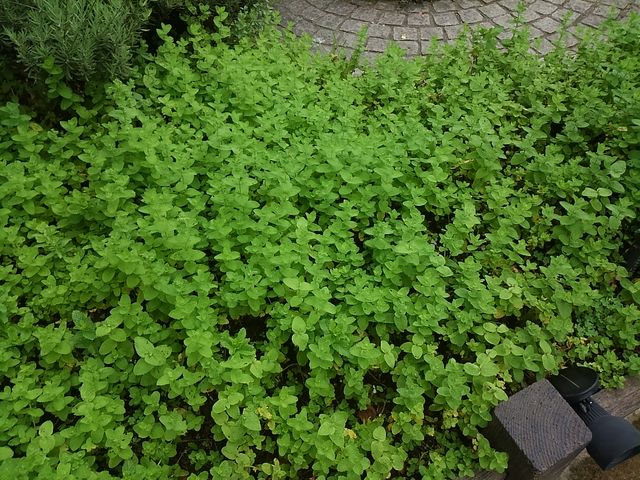 �i�`�������K�[�f�� �[��