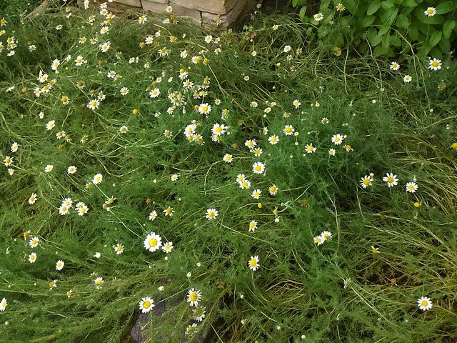 �i�`�������K�[�f�� �[��