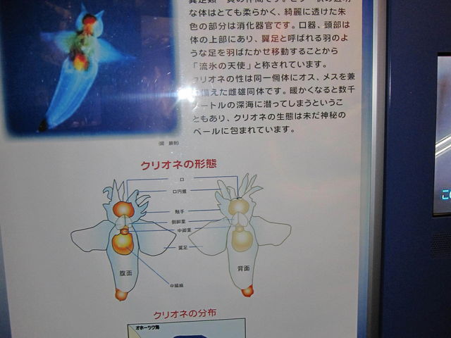 �I�z�[�c�N���X��