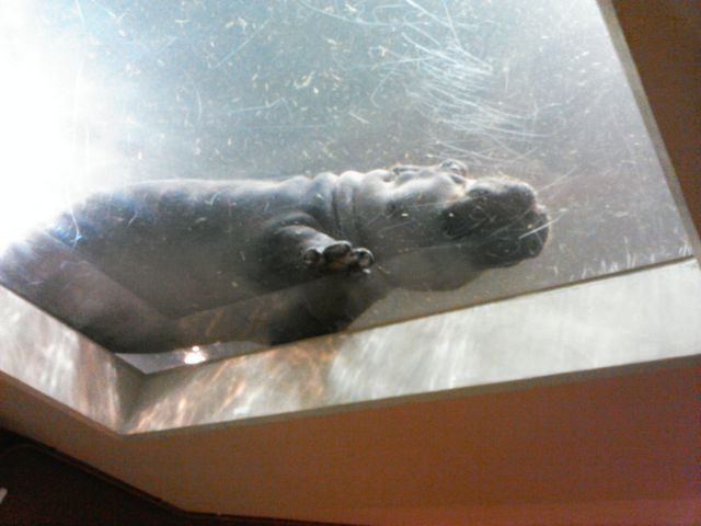 ���킢�������̓��g_���R������