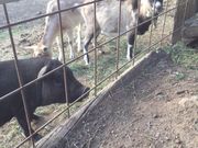 pg̎Rc񂿂̖q@~N̗@~NvgEACXH[̓eʐ^1