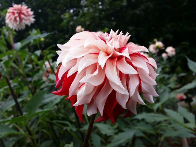 キレイ。_両神山麓花の郷ダリア園