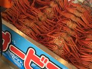 YUKI̓̉w }h[\̓eʐ^1