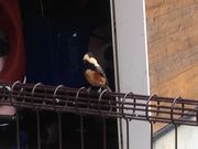 poporon̉cJόVm[̓eʐ^5