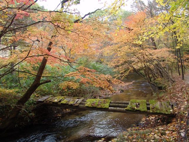 紅葉の滝川1_滝川渓谷