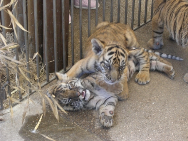 �g��_�H�g�䎩�R���������T�t�@�������h