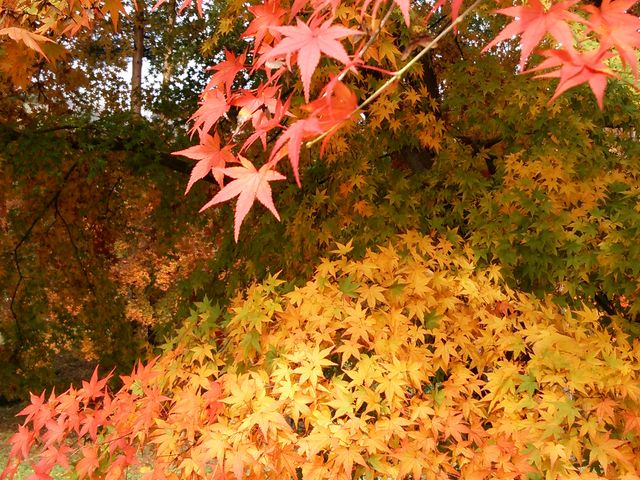 �Ԃ�����`�B_�͌��Έ��