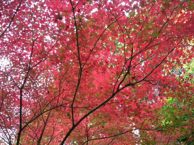 ���݂�����[��_�݂��炢�k�J