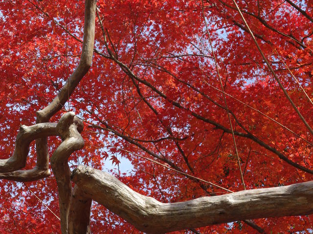 ���ΐ��y��