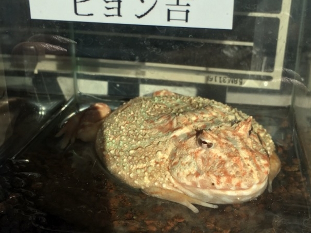 ������঒��ނ������ς����܂����I
�w�r�Ƃ��ʐ^���B��܂��I_�̊��^������ iZoo