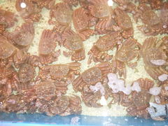 ikecyan̎DyssOsւ̓eʐ^1