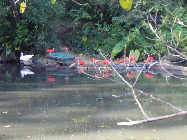 ��ʂ̒�����_�l�I�p�[�N�I�L�i��