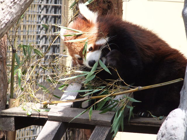 ����s���R������_���R������