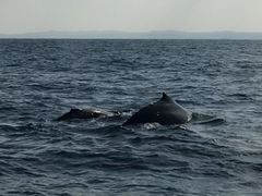 ܂邿񂳂̃T}[][gւ̓eʐ^1