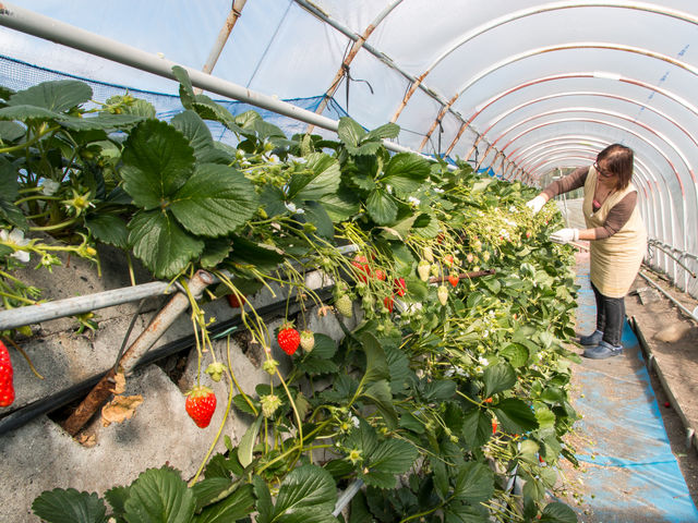 ���S�ɂ�������j����I_���ǂ₢������艀