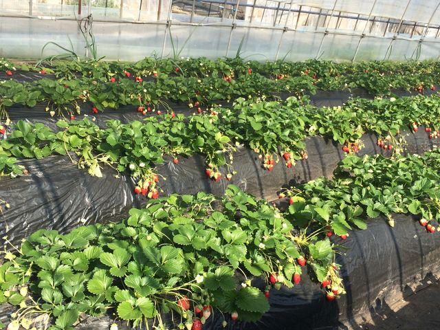 �n�E�X�̒�_JA�͂���@���������