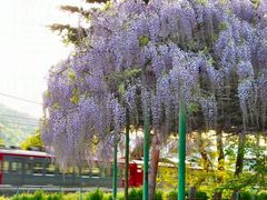 信濃国分寺史跡公園の藤の花の口コミ一覧 じゃらんnet