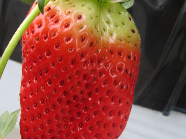 傫ȁicPTZ`jC`SłII_T-BERRY FARM