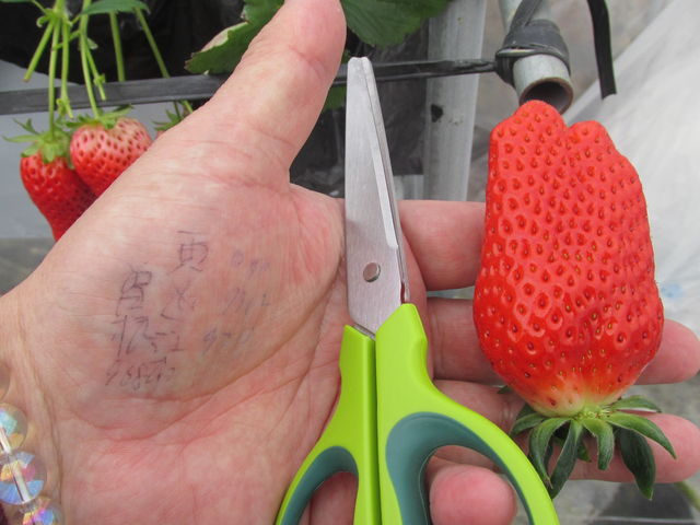 傫ĊÂC`SłII_T-BERRY FARM