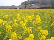 񂳂̈ʎВc@lɓό̓eʐ^1