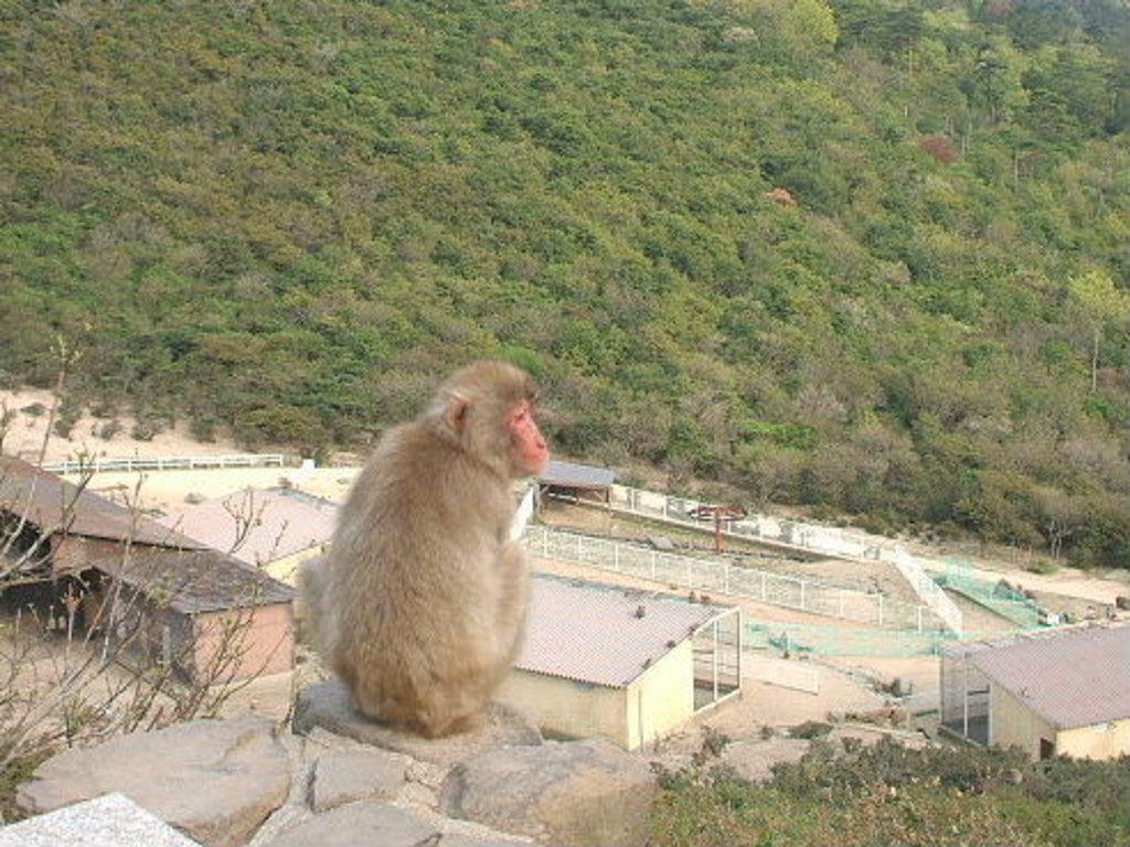銚子渓自然動物園　お猿の国