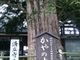 さみゅさんの済広寺のカヤの投稿写真1