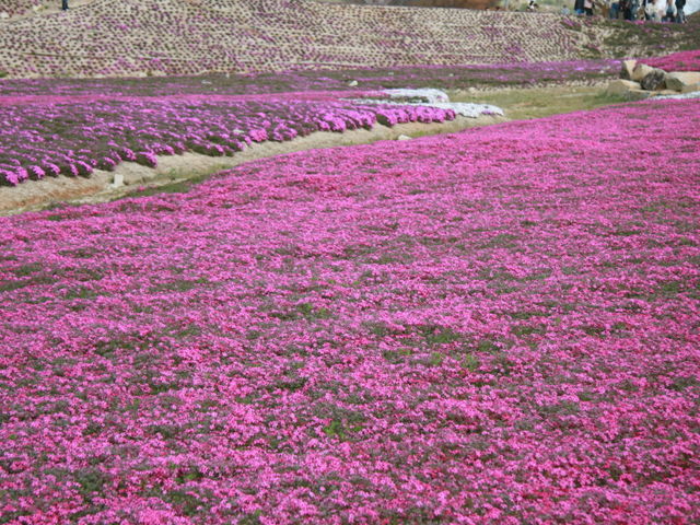 Ԗ̗N^_Flower village Ԗ̗