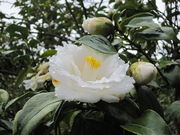 Ղ񂳂̈ɓ哇̒ւ̓eʐ^2