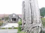 tomsan̏ENF[ga̓eʐ^1