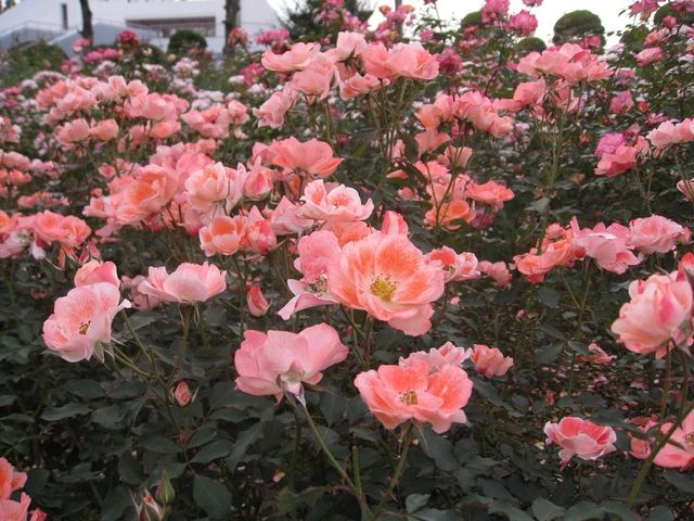 �炫�ւ�o���B_RSK�o����