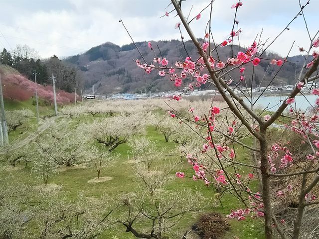 ݂Ԃ̂낤~̔~̉Ԃ̓eʐ^1