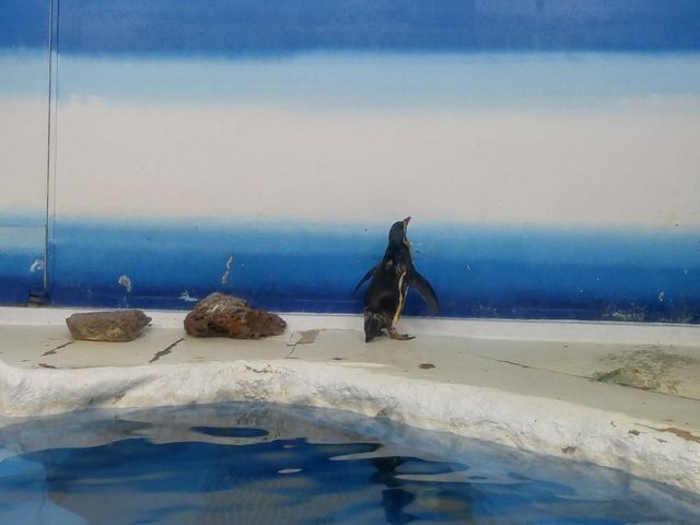 �V�����ۂ�T���s�A�U������