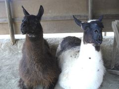 HANA̍䥗΂̃~[WA n[xXg̋uւ̓eʐ^1