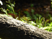 ORVR̍hOZ^[Lv̓eʐ^3