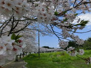 mimi����̐��������̍��̓��e�ʐ^1