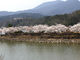 ゆっこさんの恵那峡の桜・藤への投稿写真3