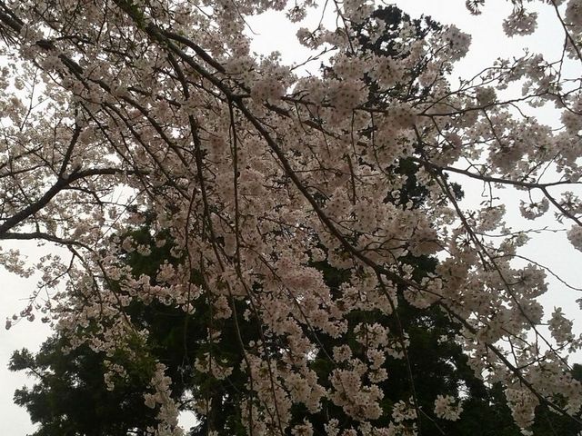 駐車場の桜は重そうでした。_大洞院