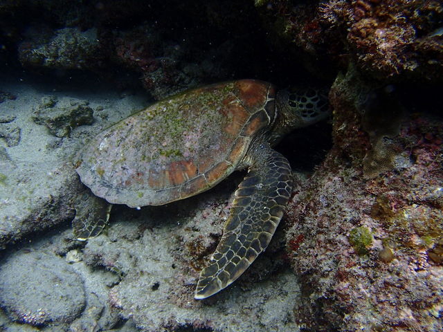 �_�C�u���O�ŎB�����E�~�K��_aquastyle