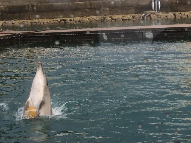 neko܂̋Ȉ߂̓eʐ^2