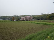 Ђ낳̉J Zg_Ђ̓eʐ^5