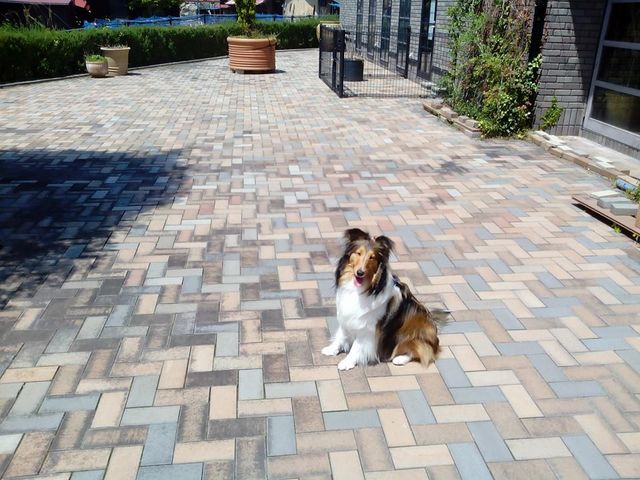 ���݃h�b�O����_�召��