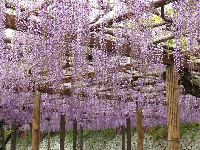 jR񂳂̌䊴̓̓eʐ^1