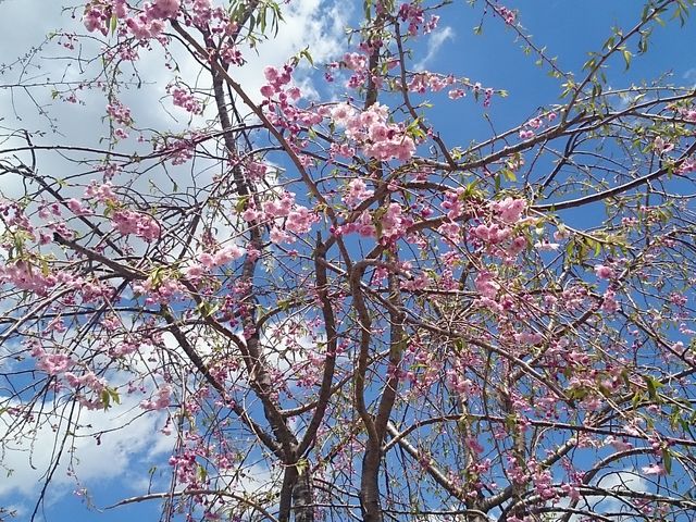 �T�N�����J�I�H_�闖�����J���g���[�N���u