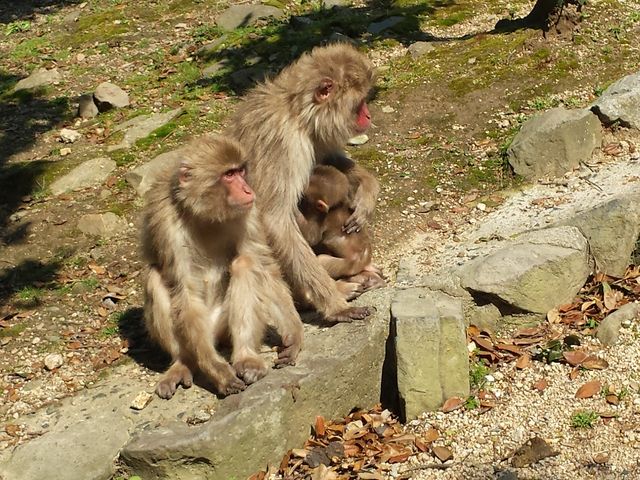 �q�U���������ς�������ł��܂��B_���������q�k���R�������@�����̍�